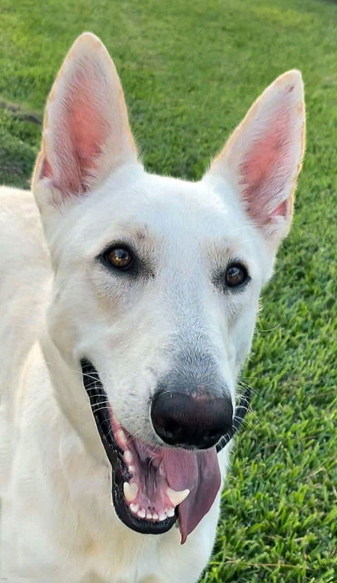 adoptable Dog in Spring, TX named Rocket