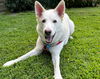 adoptable Dog in , RI named Blizzard