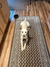 adoptable Dog in  named Lonnie