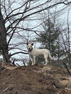 Lonnie - Photo 3