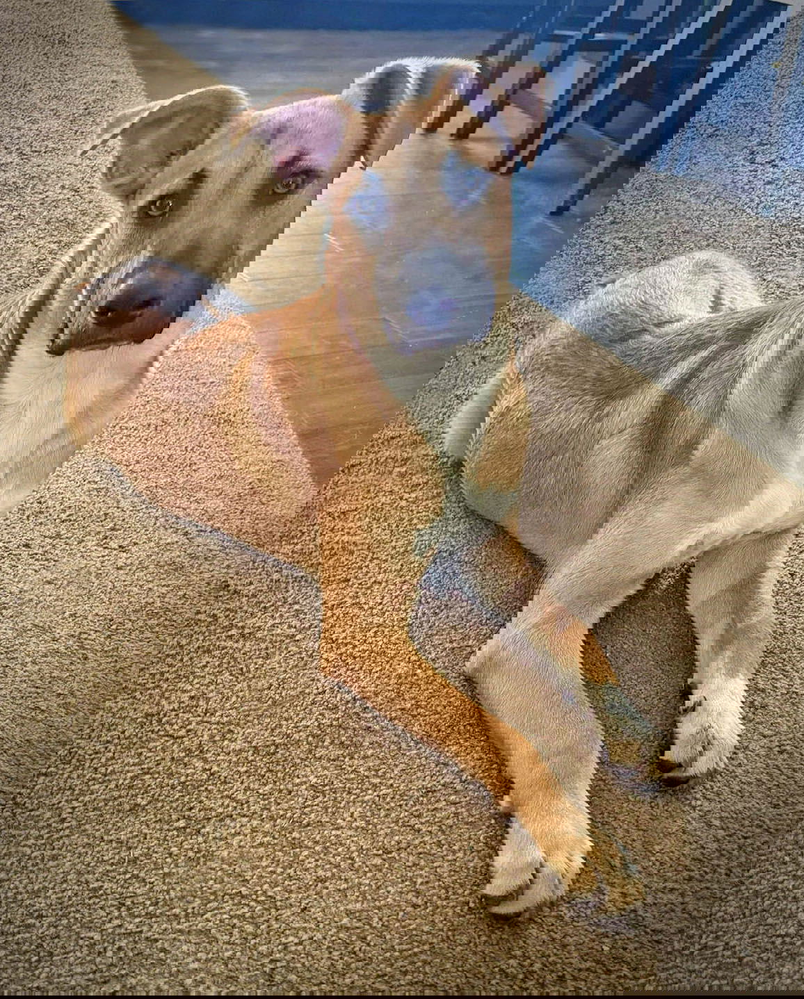adoptable Dog in Decatur, GA named Darius