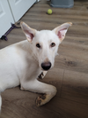 adoptable Dog in Decatur, GA named Remy
