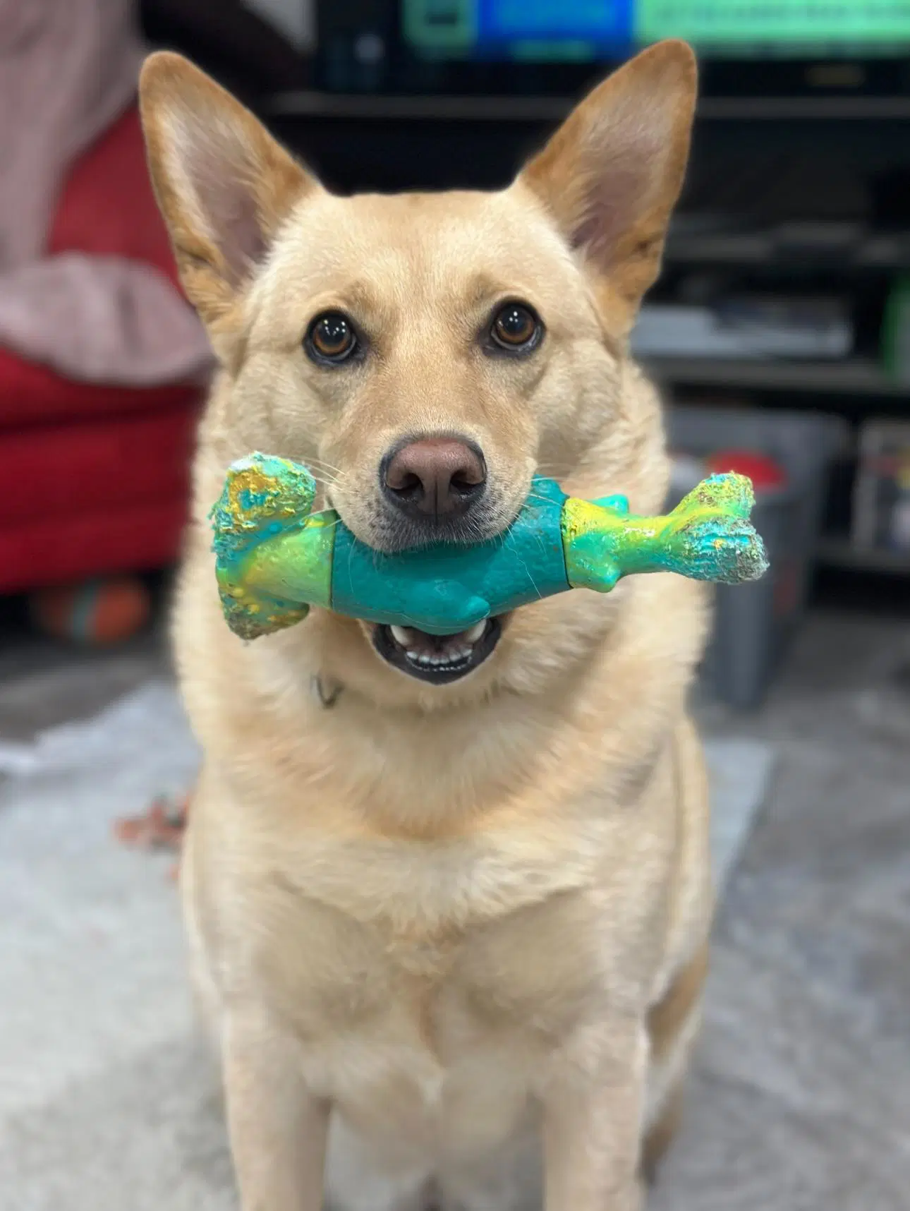 Vaquita - White German Shepherd