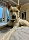 adoptable Dog in , LA named Davis