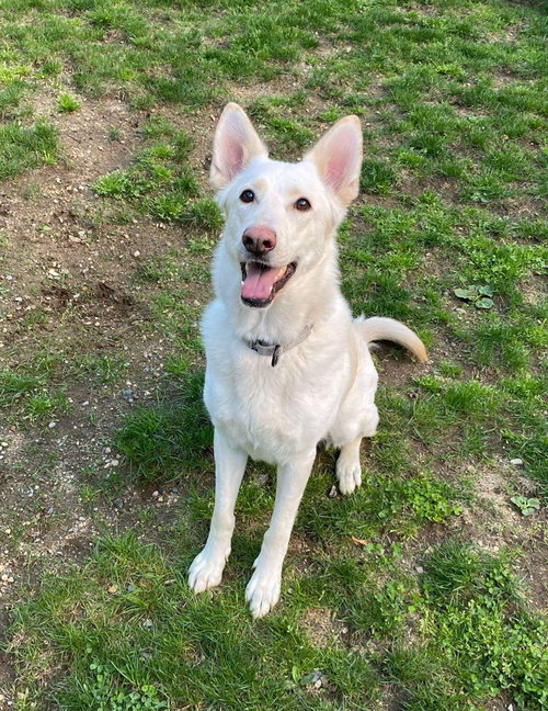 picture of the dog needing adoption
