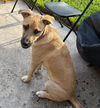 adoptable Dog in  named Bandit