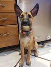 adoptable Dog in  named Henley