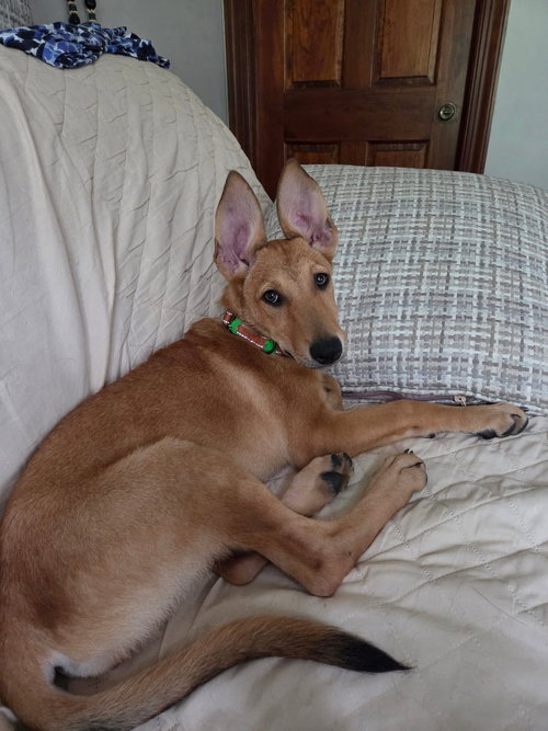 picture of the dog needing adoption