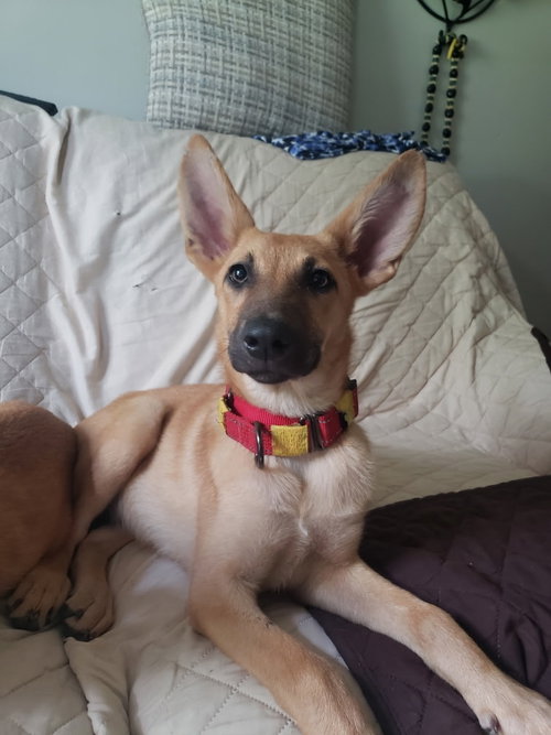 picture of the dog needing adoption
