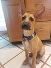 adoptable Dog in  named Holden