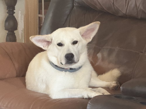 picture of the dog needing adoption