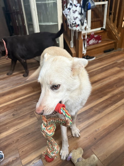JACE - White German Shepherd available for adoption