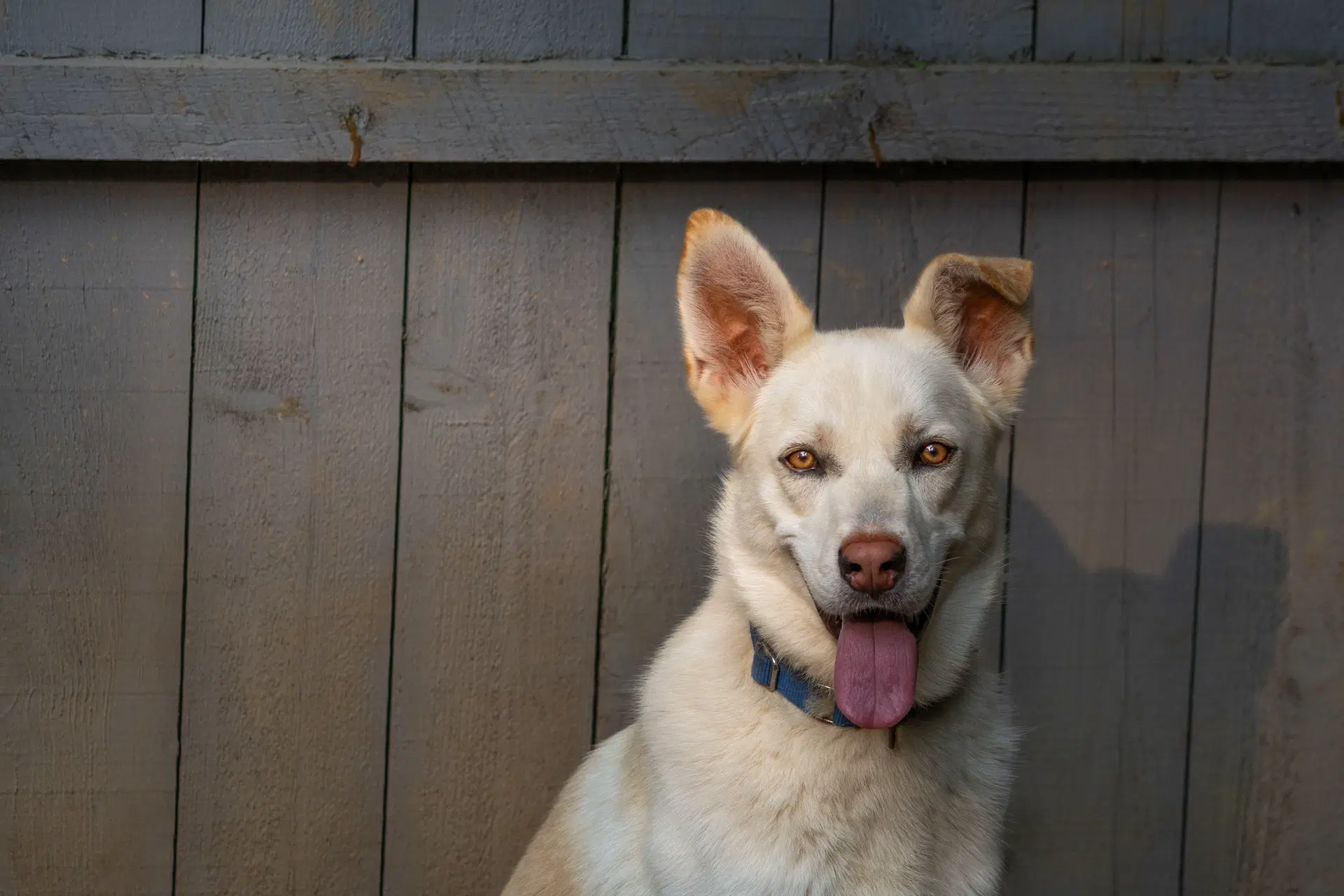 Jace - White German Shepherd