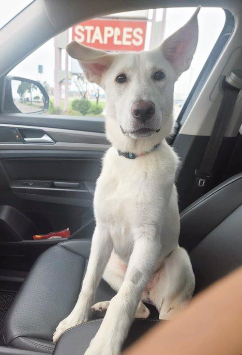 picture of the dog needing adoption