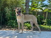 Boone - Photo 1