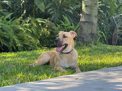 BOONE - German Shepherd Dog available for adoption