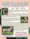 Boone - Photo 4