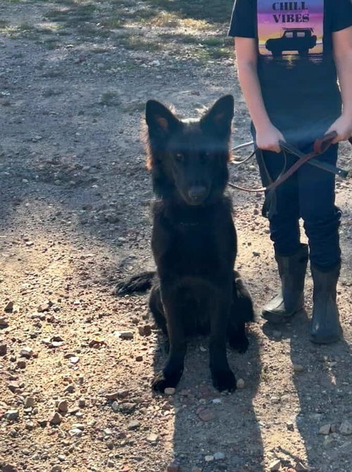 picture of the dog needing adoption