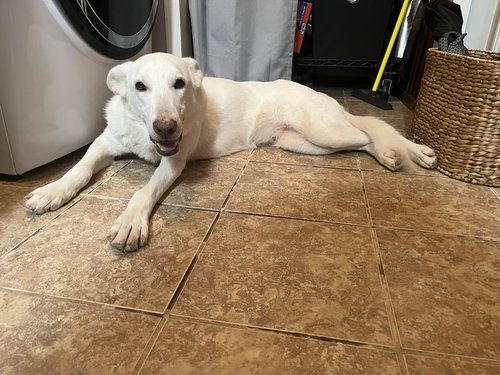 picture of the dog needing adoption