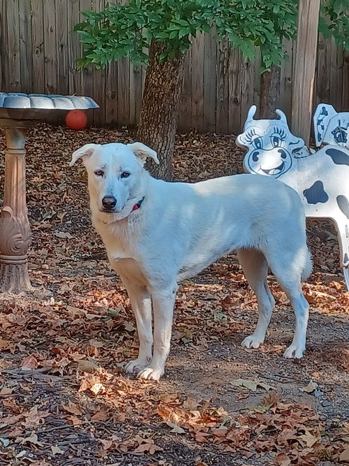 picture of the dog needing adoption