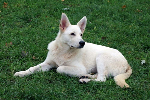 picture of the dog needing adoption