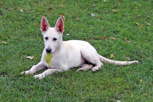 picture of the dog needing adoption