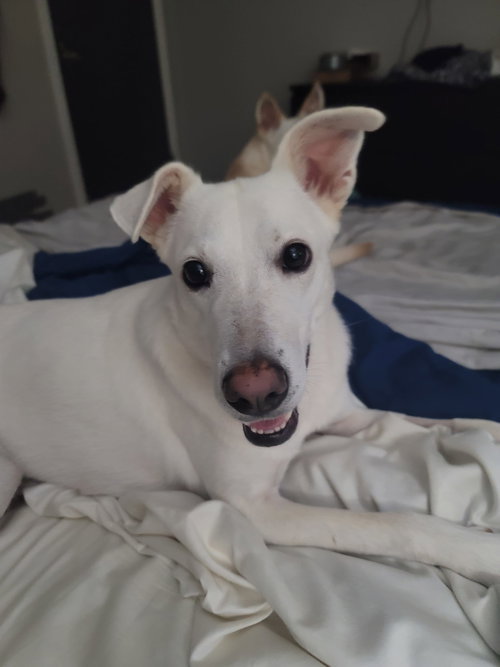 picture of the dog needing adoption