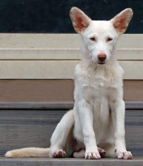 picture of the dog needing adoption
