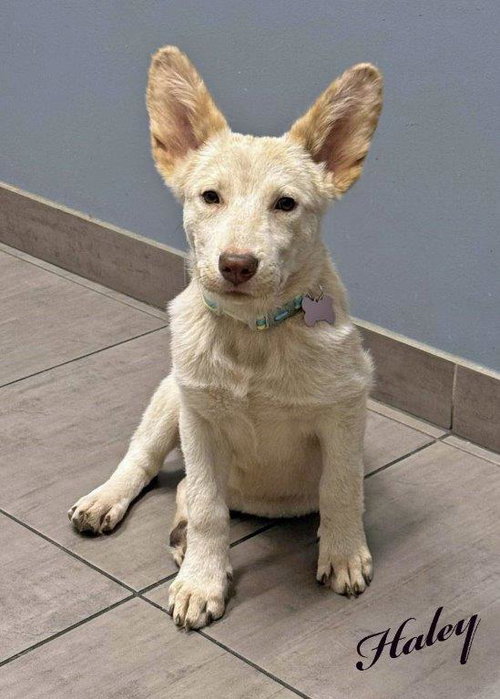 picture of the dog needing adoption