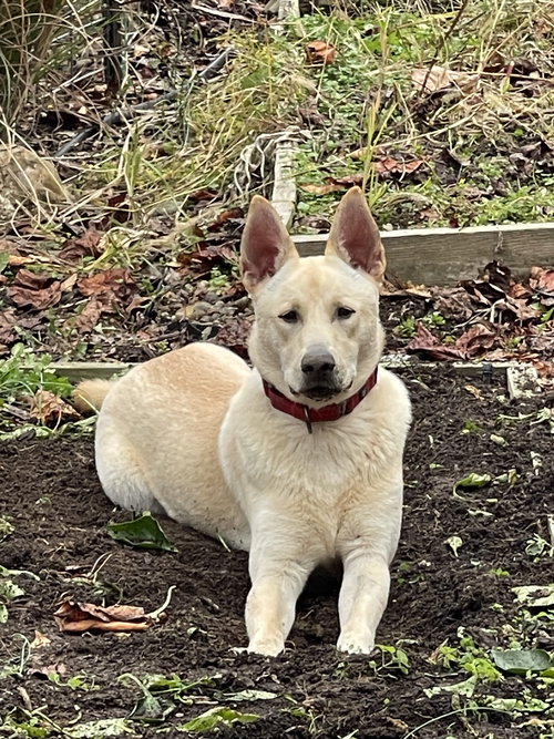 picture of the dog needing adoption