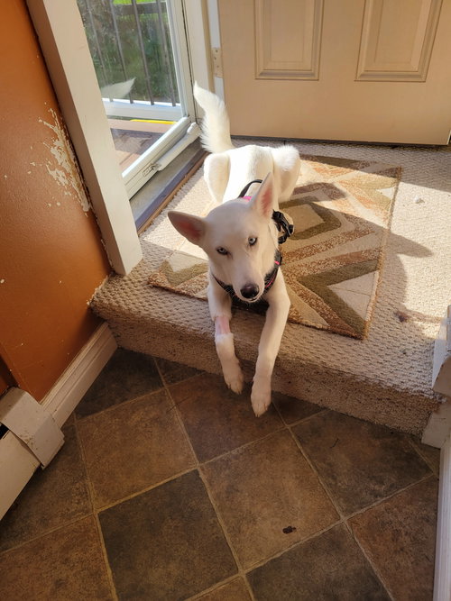 picture of the dog needing adoption