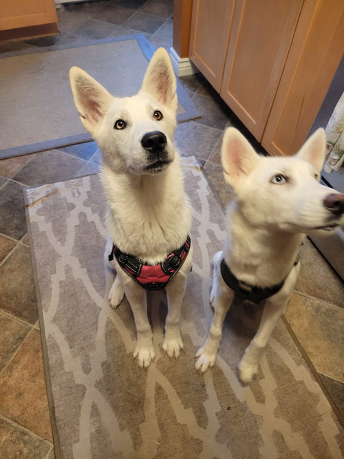 SNOWBALL - White German Shepherd / Siberian Husky available for adoption