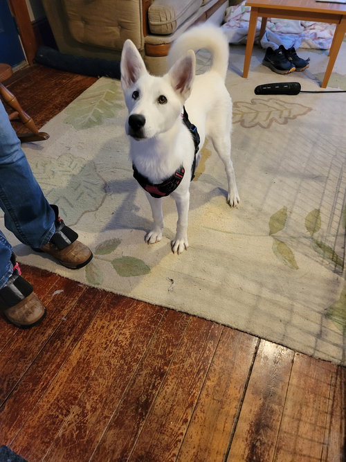 SNOWBALL - White German Shepherd / Siberian Husky available for adoption