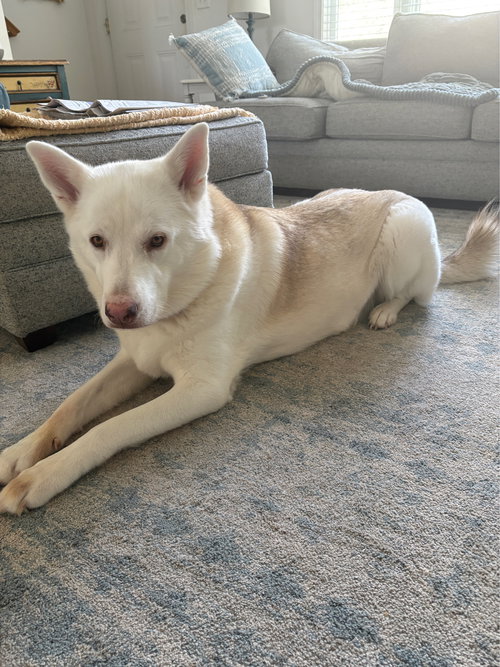 picture of the dog needing adoption
