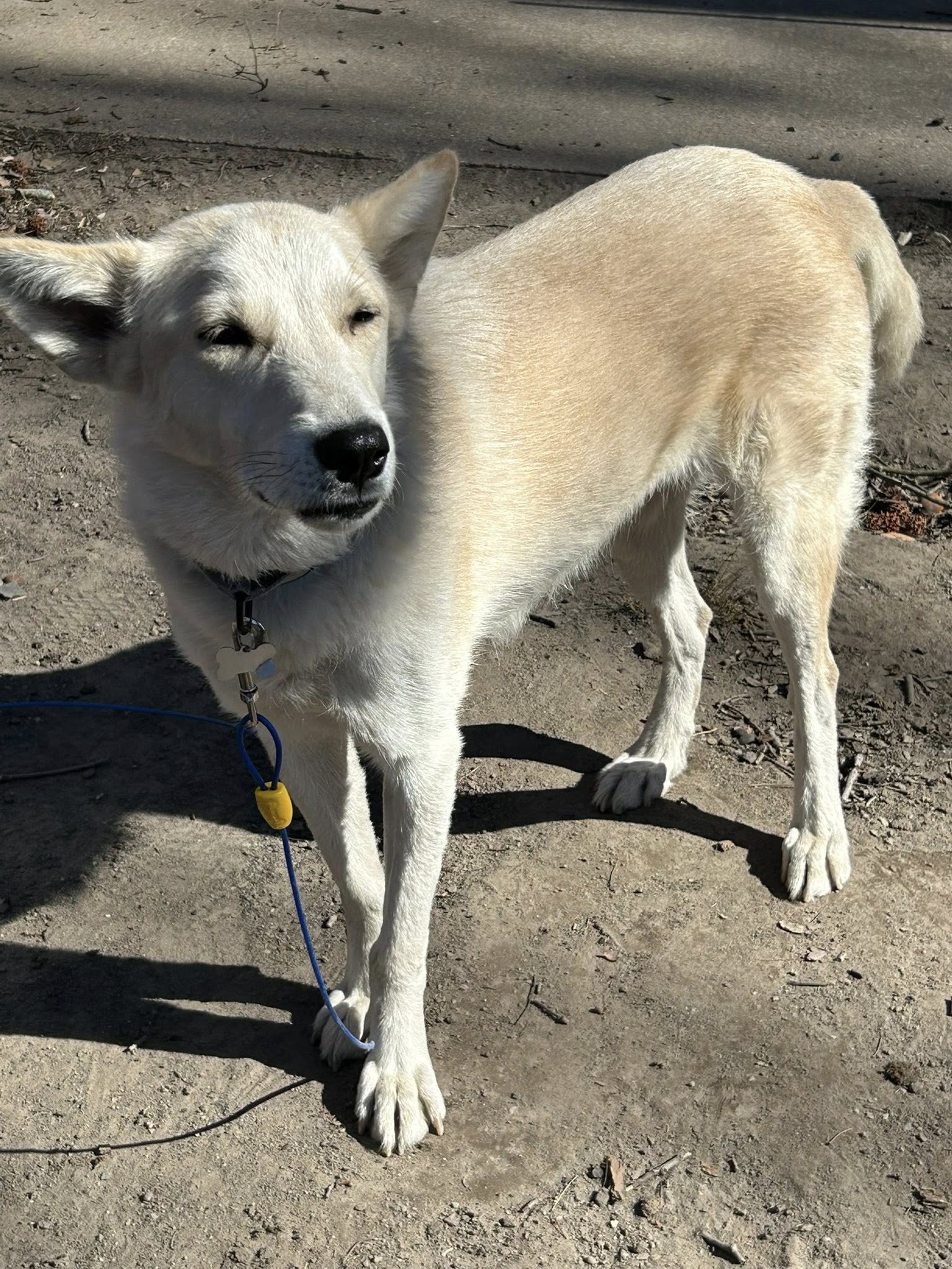 Tam