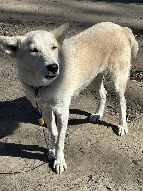 picture of the dog needing adoption