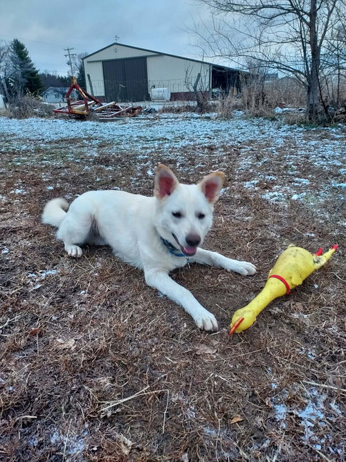 picture of the dog needing adoption