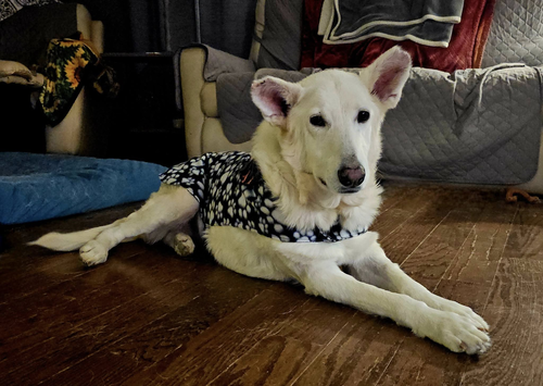 picture of the dog needing adoption