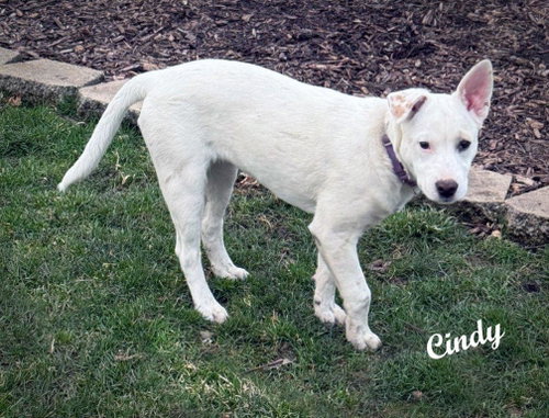 Cindy photo 2