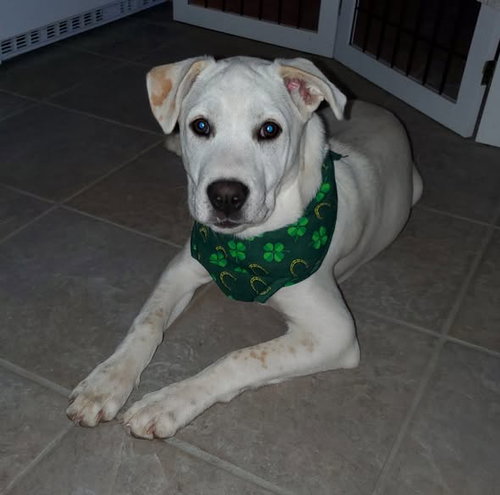 picture of the dog needing adoption