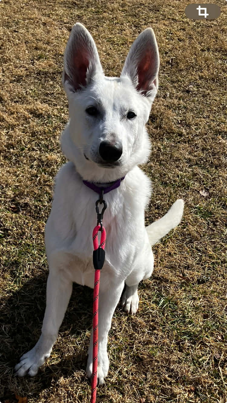 Sadie