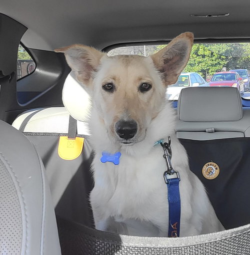 Brie, an adoptable White German Shepherd in Hoffman Estates, IL
