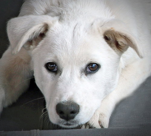 Camille, an adoptable Cattle Dog in Hoffman Estates, IL