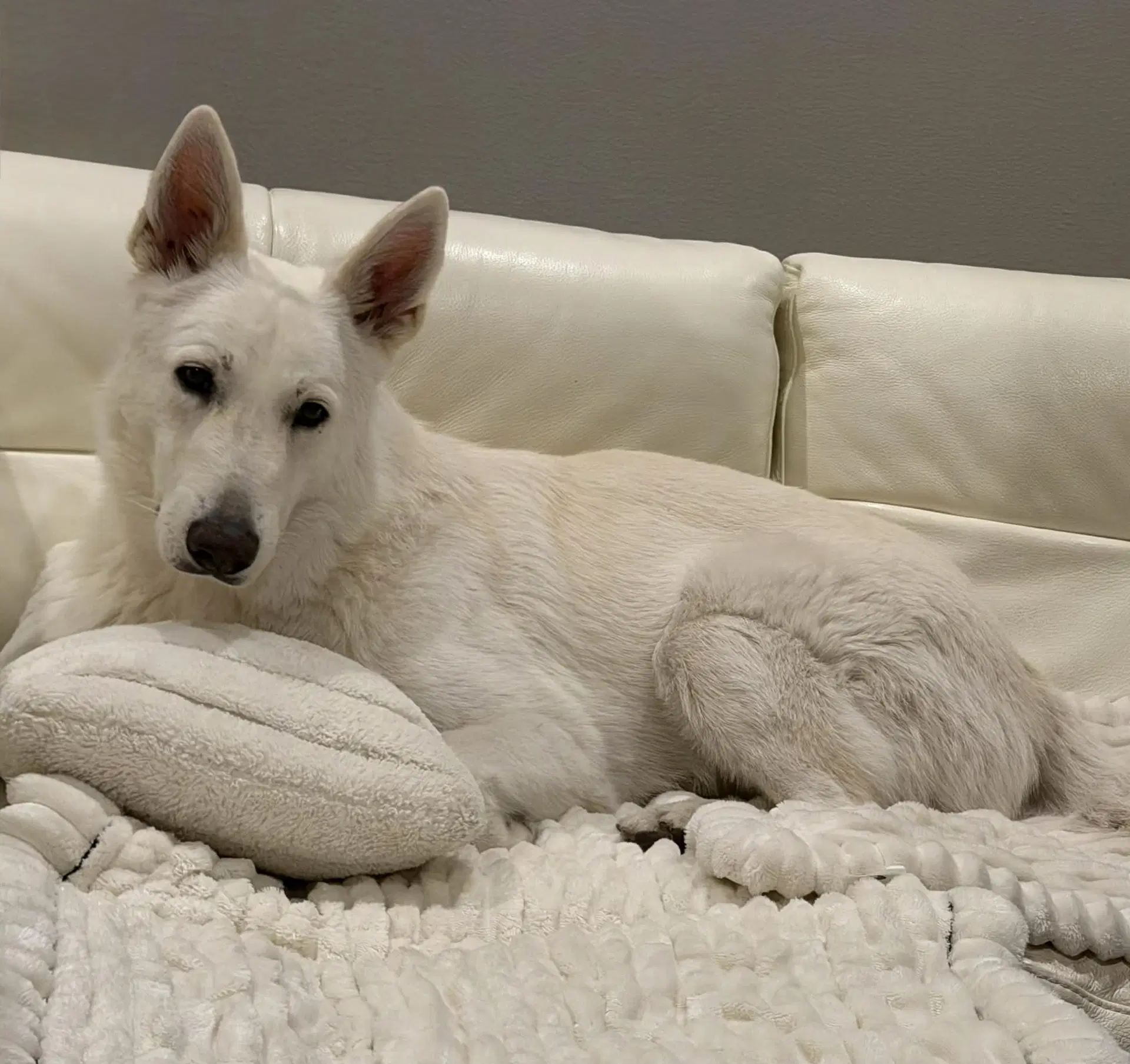 Monty - White German Shepherd