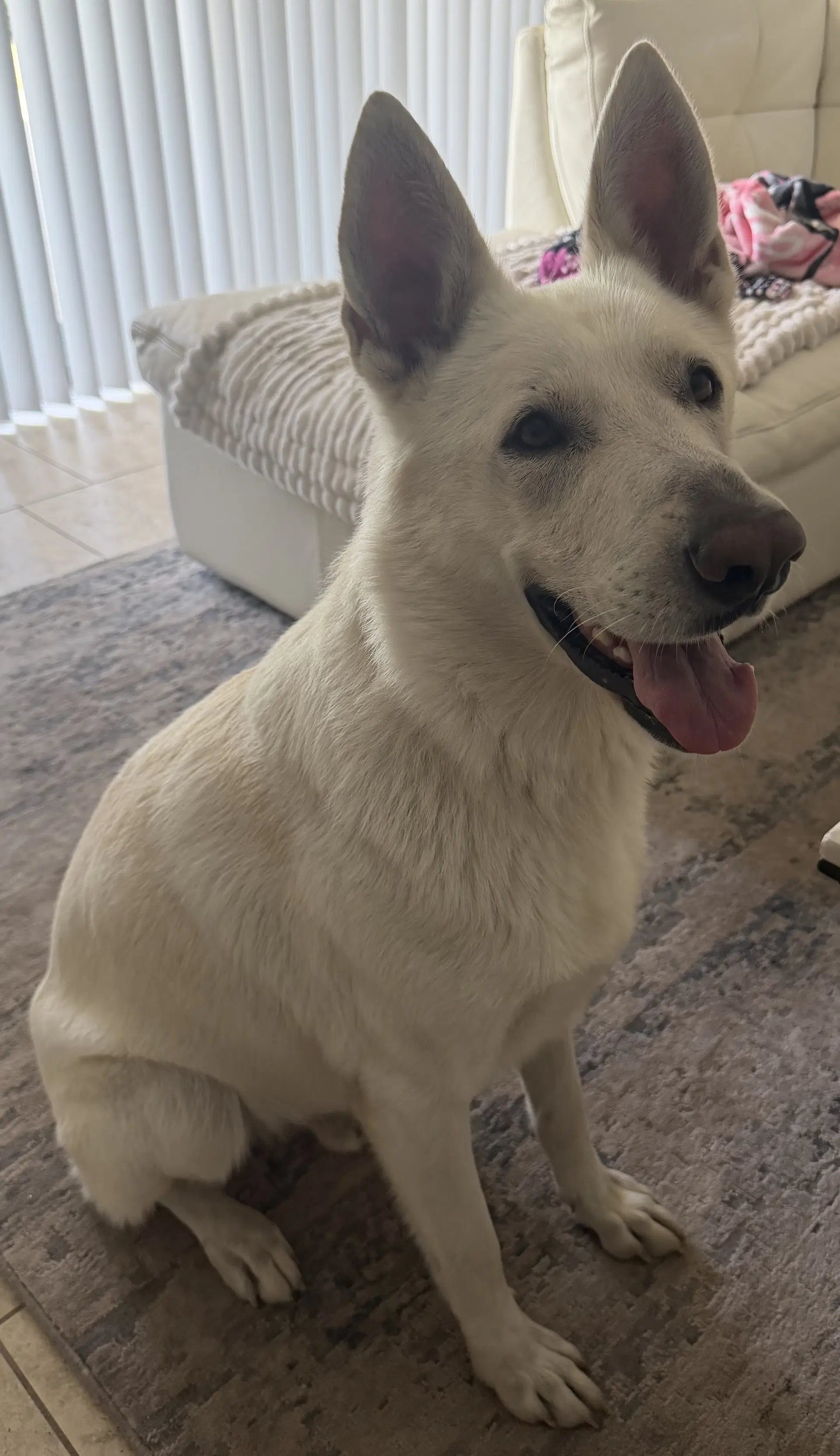 Monty image 3
