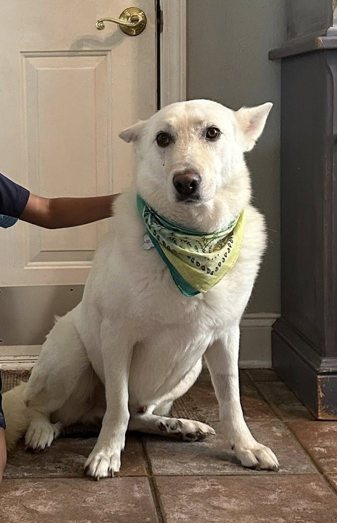 Barkus