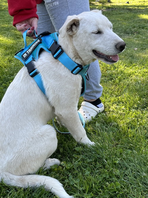 Andrew, an adoptable Australian Cattle Dog in Hoffman Estates, IL