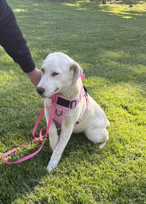 Helene, an adoptable Australian Cattle Dog in Hoffman Estates, IL