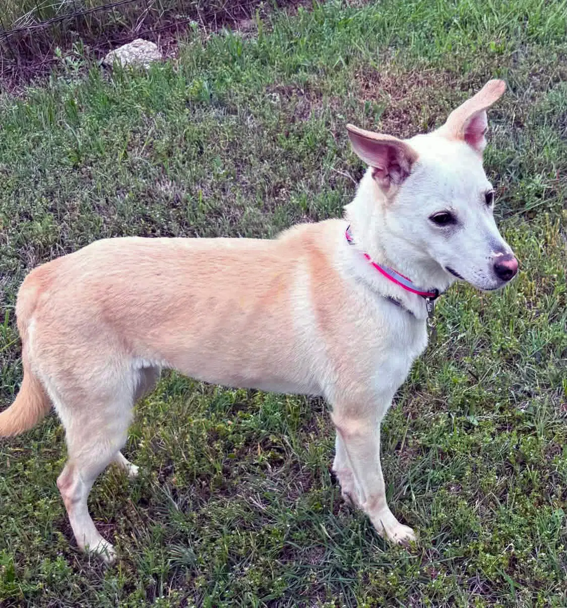 Sami image 3