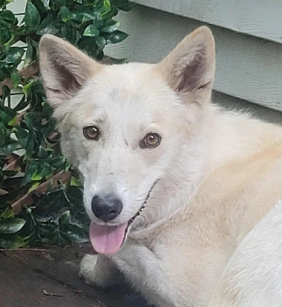 Tam
